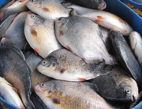 В Татарстане оказывают поддержку рыбопромышленной и рыбоводной отрасли