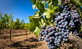 Господдержка отрасли виноградарства в Крыму составит более 399 млн рублей