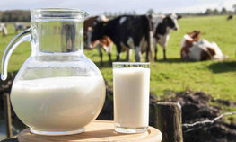 Благодаря господдержке на Ставрополье увеличится производство молока на 40 % к 2021 году