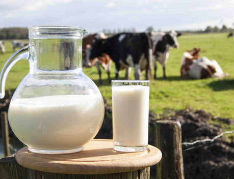 Благодаря господдержке на Ставрополье увеличится производство молока на 40 % к 2021 году