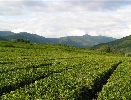Заксобрание Краснодарского края выступает за федеральную поддержку развития чаеводства