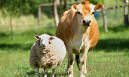 Для тульских фермеров-животноводов введут новые меры господдержки