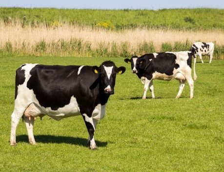 В Волгоградской области благодаря господдержке развиваются проекты в молочном животноводстве