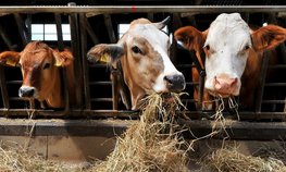 В Иркутской области определили получателей грантов на развитие семейных животноводческих ферм