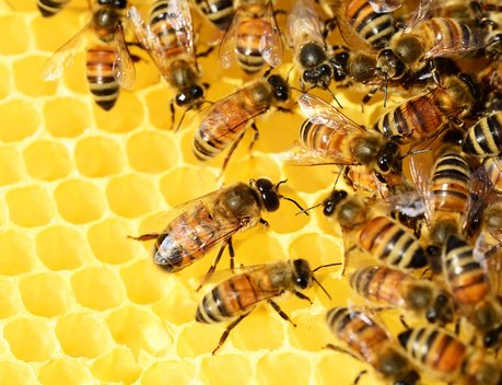 Сахалинский пчеловод развивает хозяйство с помощью господдержки