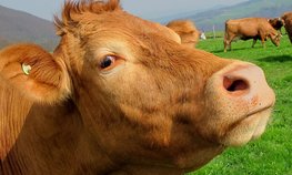 Начинающий фермер Пермского края получил 3 млн рублей на разведение крупного рогатого скота