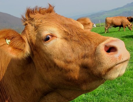 Начинающий фермер Пермского края получил 3 млн рублей на разведение крупного рогатого скота