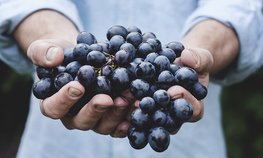 Благодаря господдержке в Севастополе увеличили валовый сбор винограда