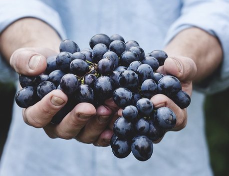 Благодаря господдержке в Севастополе увеличили валовый сбор винограда