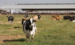 В Башкирии фонд AVG Capital Partners построит молочные фермы