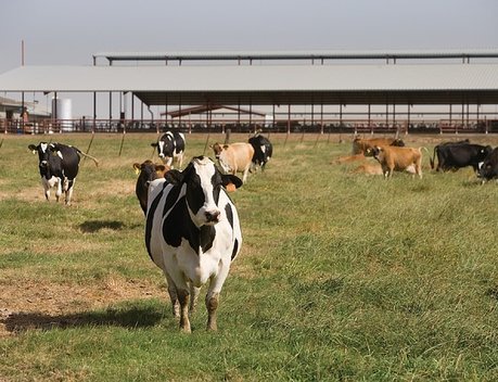 В Башкирии фонд AVG Capital Partners построит молочные фермы