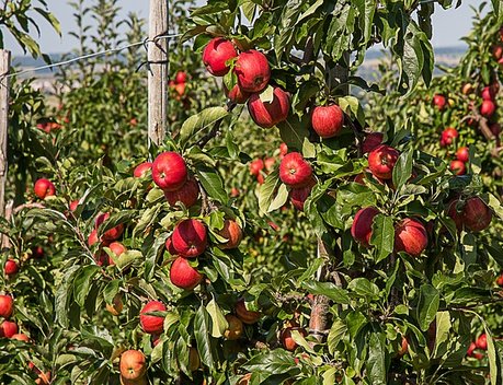 В Краснодарском крае при поддержке РСХБ заложат 3,5 тыс. га суперинтенсивных яблоневых садов