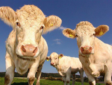 На Кубани построят селекционно-генетический центр по разведению коров