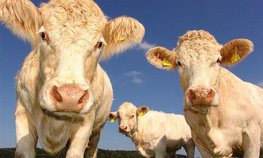 На Кубани построят селекционно-генетический центр по разведению коров