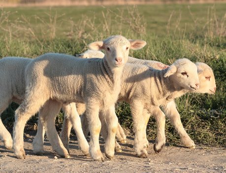 В Тульской области построят два овцеводческих комплекса
