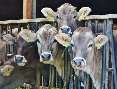 В Орловской области на развитие молочного скотоводства предусмотрено 50 млн рублей в 2019 году