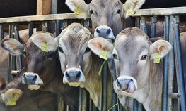 В Орловской области на развитие молочного скотоводства предусмотрено 50 млн рублей в 2019 году