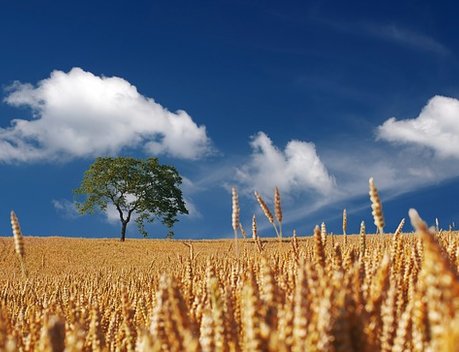 До 2030 года на развитие сельского хозяйства Ростовской области направят 35 млрд рублей