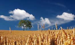 До 2030 года на развитие сельского хозяйства Ростовской области направят 35 млрд рублей