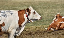 В Челябинской области предусмотрено 40 млн рублей на увеличение поголовья молочных и мясных коров