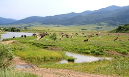 В Алтайском крае опробуют новые механизмы сельхозстрахования