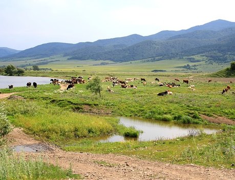 В Алтайском крае опробуют новые механизмы сельхозстрахования