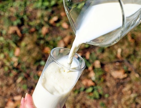 В Алтайском крае фермеры-грантополучатели увеличили объемы производства молока на 12,5 %