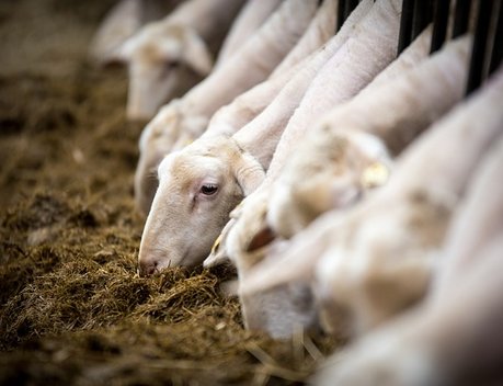 В двух районах Ростовской области объявили карантин из-за массового падежа овец