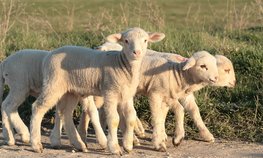 В Забайкалье на поддержку овцеводства в 2019 году выделят 35 млн рублей
