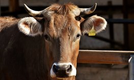 В Тамбовской области распределят гранты на развитие семейных животноводческих ферм