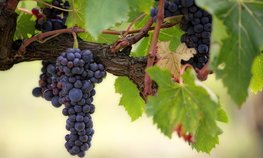 В Краснодарском крае на закладку и уход за виноградниками направили 420 млн рублей