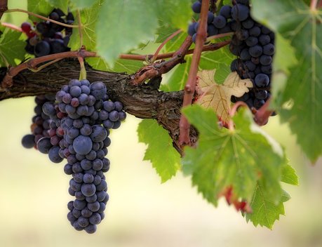 В Краснодарском крае на закладку и уход за виноградниками направили 420 млн рублей