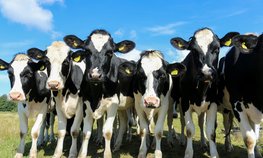 Иркутские фермеры в этом году смогут получить до 15 млн рублей на развитие семейных молочных животноводческих ферм
