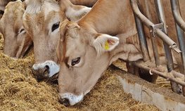 Господдержка животноводства в Башкортостане составила около 2 млрд рублей