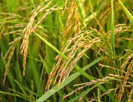 В Дагестане выделят около 120 млн рублей на поддержку рисоводства