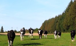 Иркутские аграрии в 2019 году получат субсидии на развитие растениеводства и молочного скотоводства