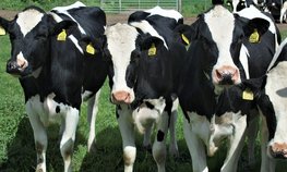 В 2019 году на субсидии по содержанию коров в ЛПХ в Татарстане предусмотрен 391 млн рублей