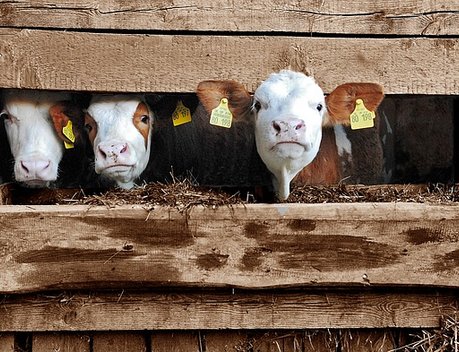 Подмосковным хозяйствам планируют возмещать затраты на покупку кормов для скота