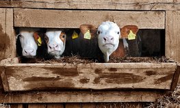 Подмосковным хозяйствам планируют возмещать затраты на покупку кормов для скота