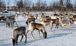 Более 240 млн рублей направят на поддержку оленеводства в НАО в 2019 году