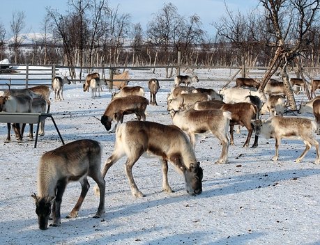 Более 240 млн рублей направят на поддержку оленеводства в НАО в 2019 году