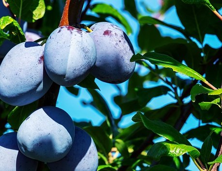 В Тамбовской области заложат более 600 га плодовых садов