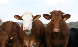 Фермер Калужской области получил 7 млн рублей господдержки на развитие мясного скотоводства