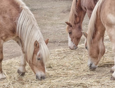 В Башкирии в 2019 году более 100 млн рублей направят на развитие коневодства