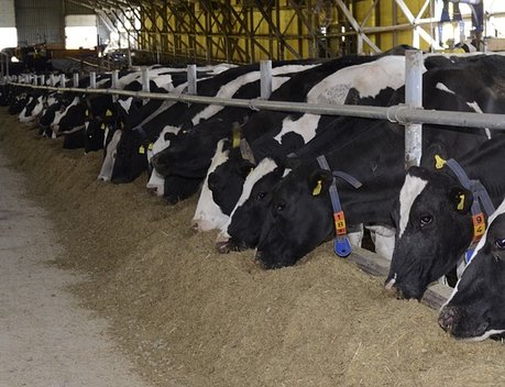 Аграриям Иркутской области предоставят гранты на строительство молочных ферм