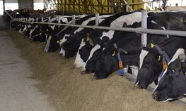 Аграриям Иркутской области предоставят гранты на строительство молочных ферм