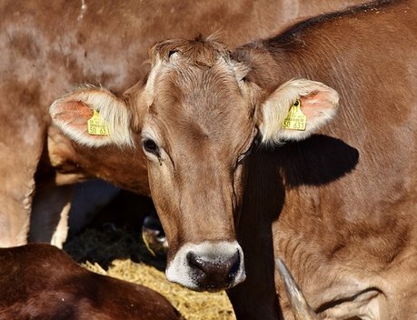 На Кубани на поддержку племенного животноводства направят более 300 млн рублей