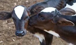 В Иркутской области на поддержку семейного молочного животноводства направят 75 млн рублей
