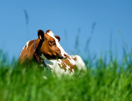 АО СК «РСХБ-Страхование» разработало условия страхования крупного рогатого скота в рамках социальных контрактов