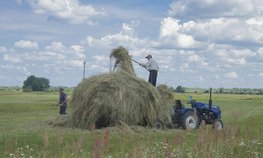 Начинающие фермеры и семейные фермы Омской области получат гранты на 197 млн рублей